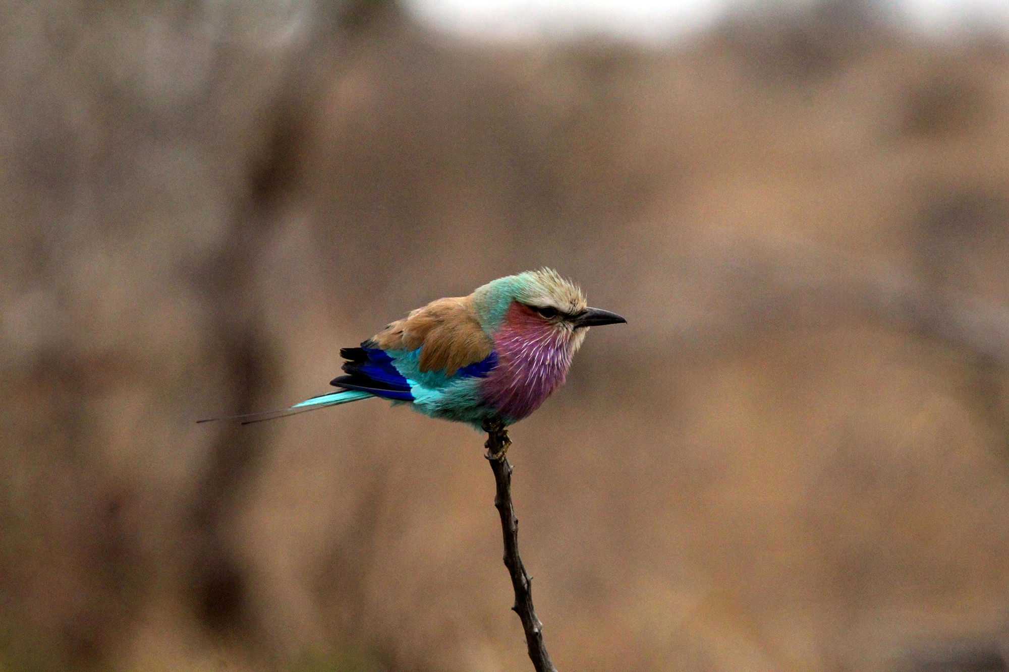 Svc Brand Lilac Brested Roller