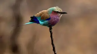 Svc Brand Lilac Brested Roller