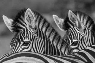 Svc Brand Vincent Van Zalinge Zebras
