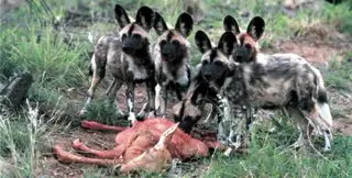 African Wild Dogs Sun City Safari 002